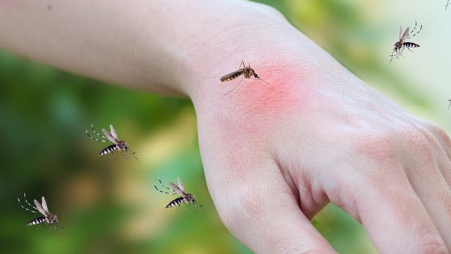 Phòng chống muỗi mùa nồm ẩm